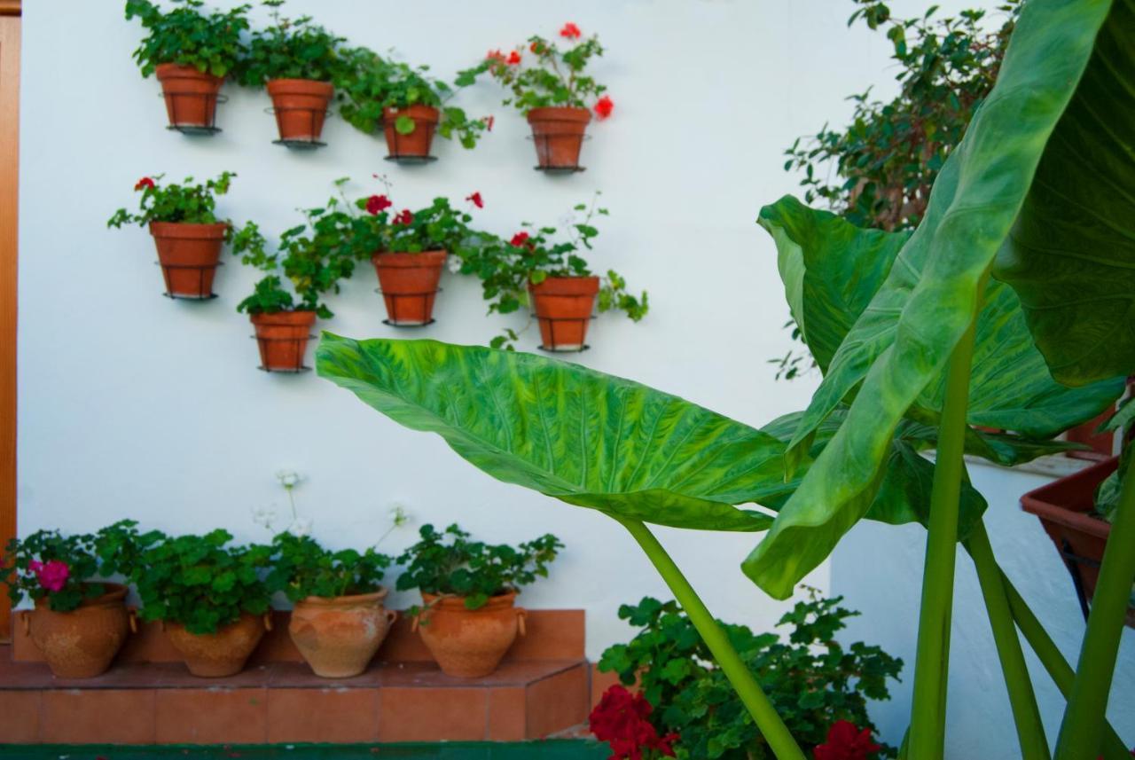Hostal Batato Vejer de la Frontera Eksteriør billede